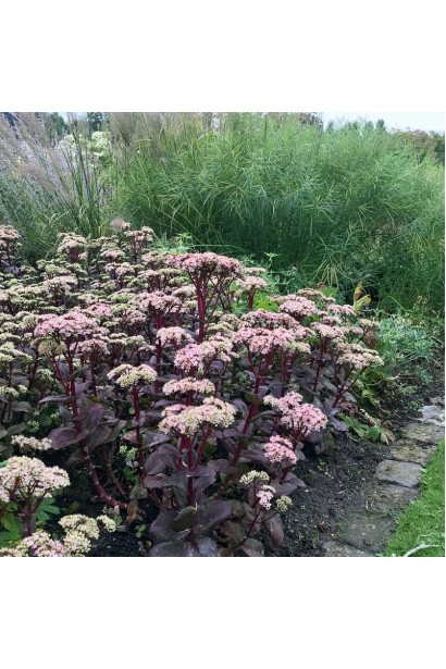 Очиток гібридний Матрона в ландшафті